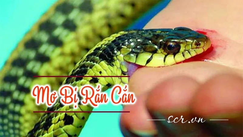 Nằm mơ thấy rắn cắn thường được liên hệ với cảm giác bị tổn thương, phản bội hoặc một vấn đề đang gây áp lực mạnh về cảm xúc