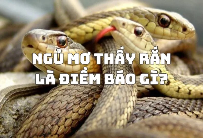 Trong quan niệm dân gian, rắn có thể tượng trưng cho quyền lực, tài lộc, nguy hiểm, sự phản bội hoặc quá trình biến đổi