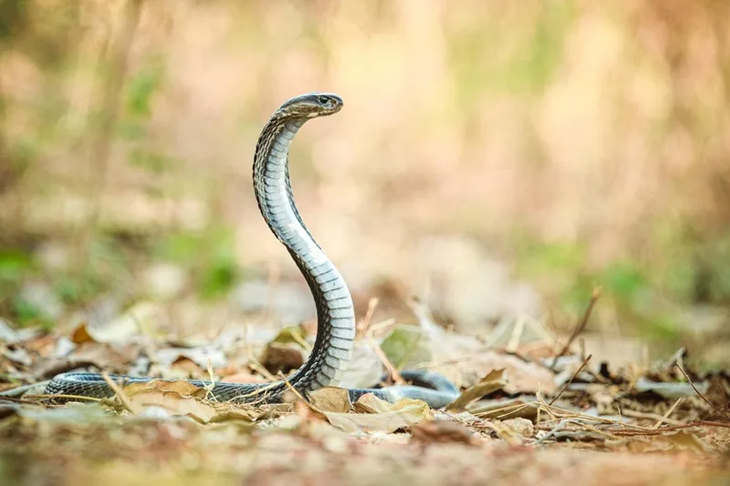Rắn hổ mang đen hay trắng trong giấc mơ gợi nhiều liên tưởng biểu tượng dân gian phong phú.